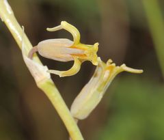 Dipcadi marlothii
