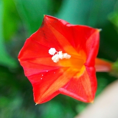 Ipomoea indivisa