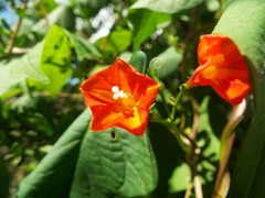 Ipomoea indivisa