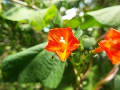 Ipomoea indivisa