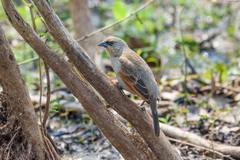 Agelaioides badius badius