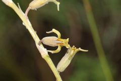 Dipcadi marlothii