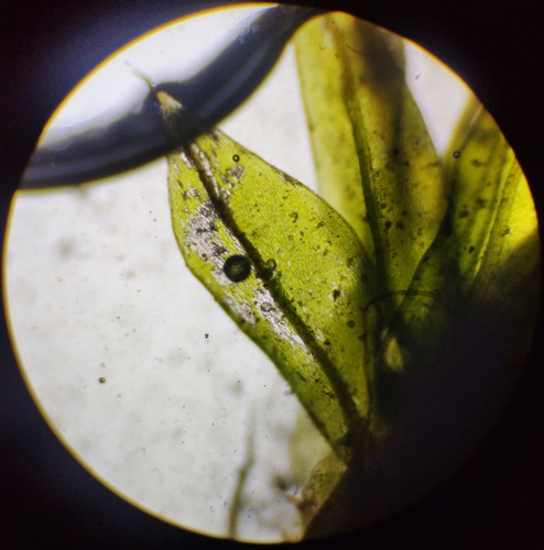 Ptychostomum imbricatulum