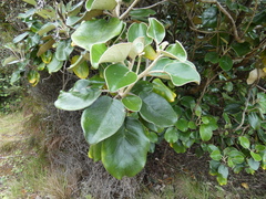 Brachyglottis rotundifolia