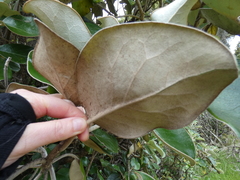 Brachyglottis rotundifolia