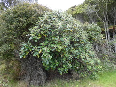 Brachyglottis rotundifolia