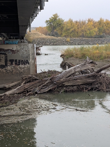 iNaturalist observation 2025-10-19