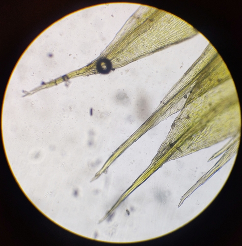 Ptychostomum imbricatulum