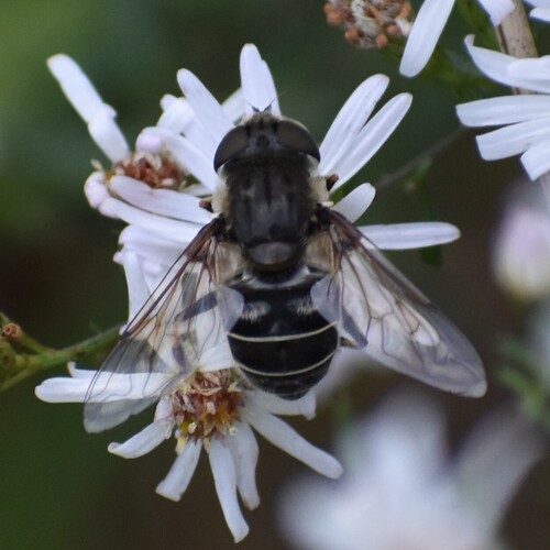 Unknown species found near Charleston County, SC, USA