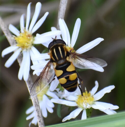 Unknown species found near Charleston County, SC, USA