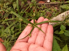 Cyperus laxus