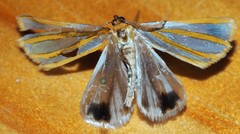 Thalaina tetraclada