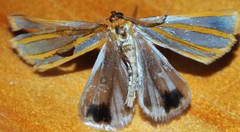 Thalaina tetraclada