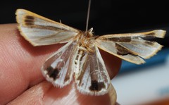Thalaina tetraclada