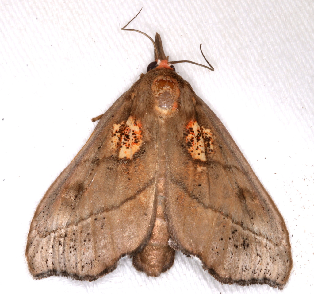 Styphlolepis