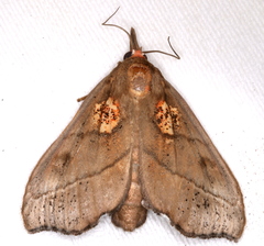 Styphlolepis hypermegas