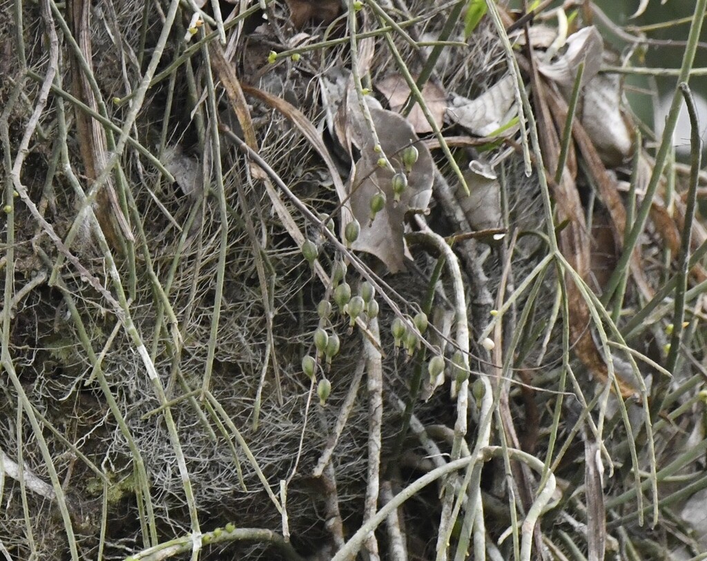 Graphorkis lurida