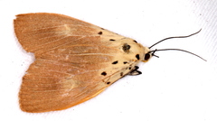 Asota iodamia