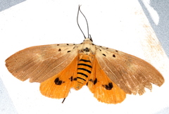 Asota iodamia
