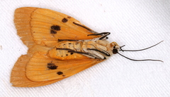 Asota iodamia