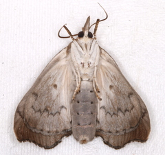 Styphlolepis hypermegas
