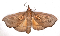 Styphlolepis hypermegas