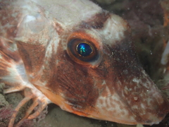 Chelidonichthys lucerna