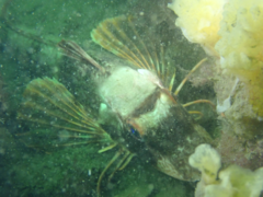 Chelidonichthys lucerna