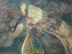 Chelidonichthys lucerna