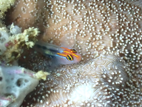Panamic redhead goby (Elacatinus puncticulatus) — Gobiidae — 5