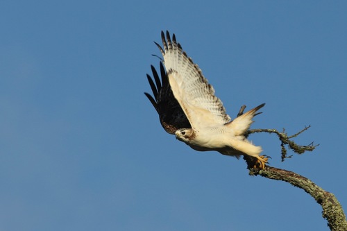 Krider's Red-tailed Hawk photographed in Mississippi