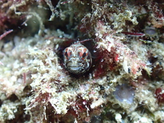 Sailfin Signal Blenny photo 4