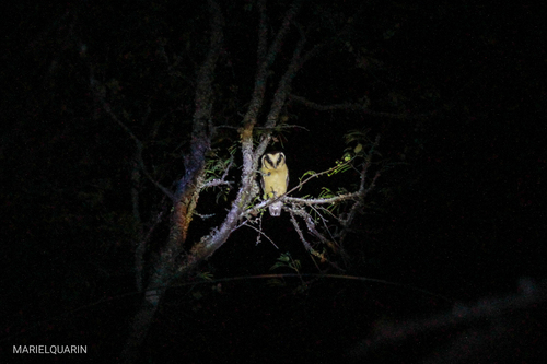 Buff-fronted Owl (Aegolius harrisii), photo 4