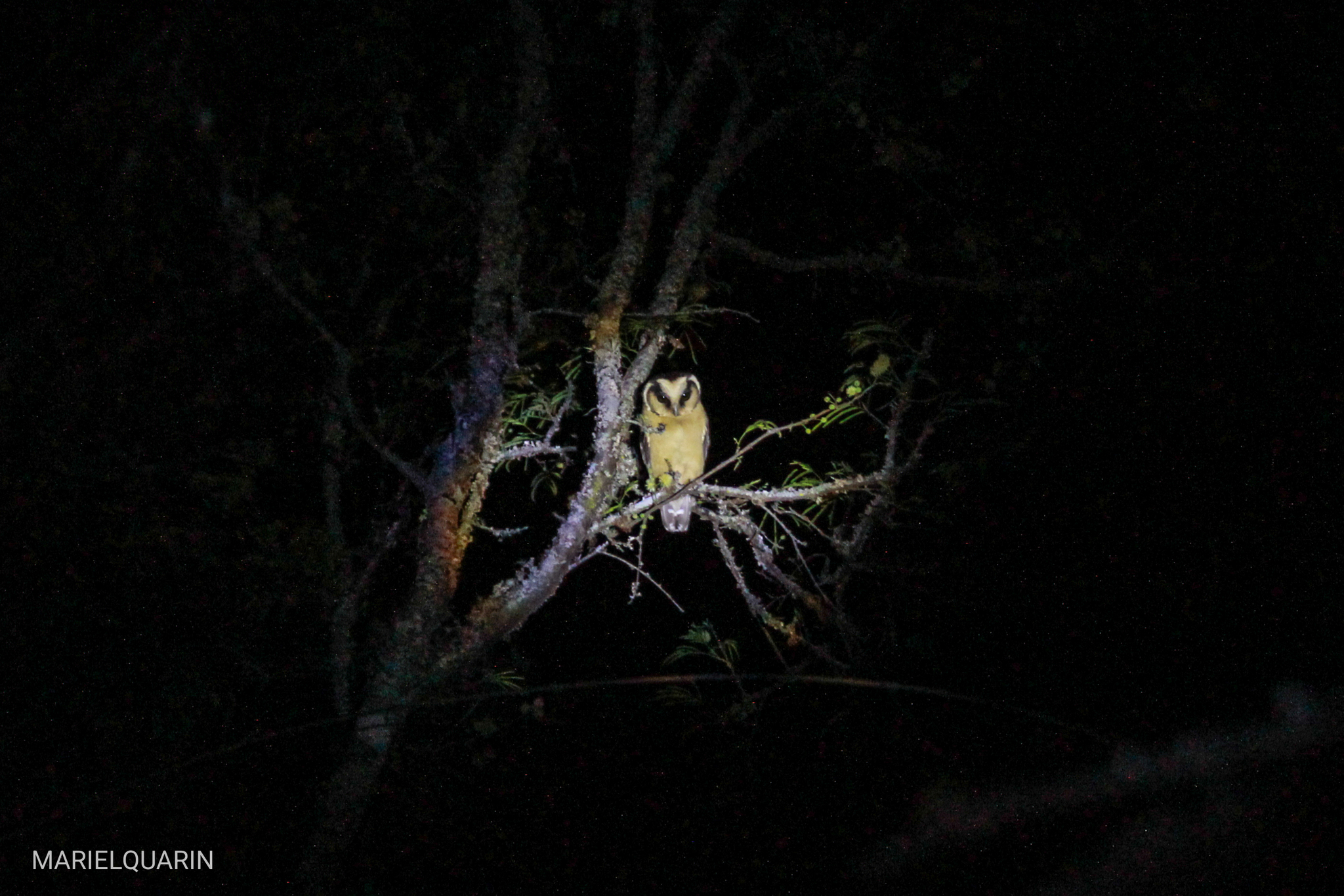 Buff-fronted Owl (Aegolius harrisii), photo 4