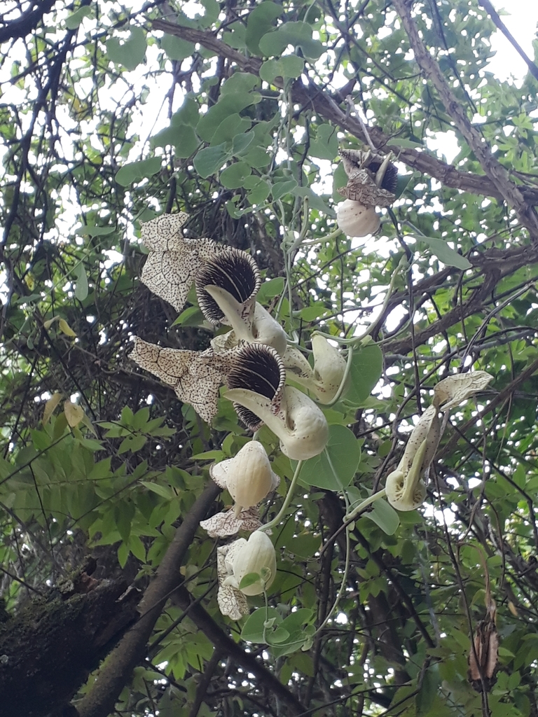 Aristolochia cymbifera