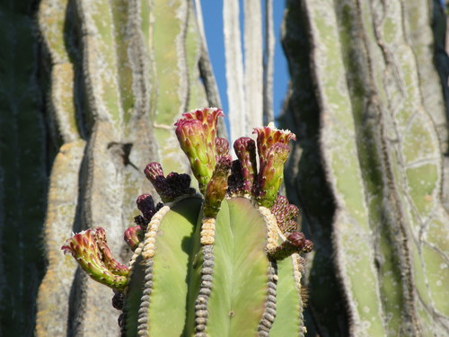 Isolatocereus dumortieri