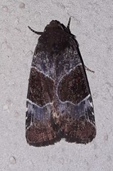 Hampsonodes mastoides