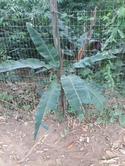 Musa acuminata zebrina