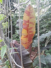 Musa acuminata zebrina