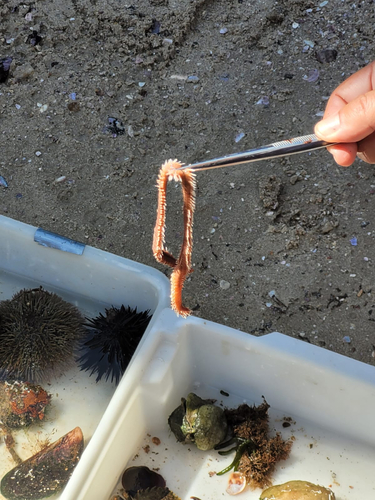 Photo of Flat fireworm (Eurythoe complanata)