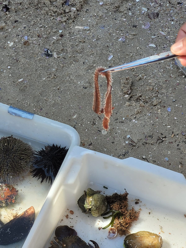 Photo of Flat fireworm (Eurythoe complanata)