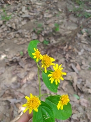 Tilesia baccata