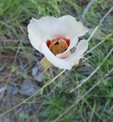 Calochortus vestae
