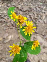 Tilesia baccata