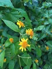 Tilesia baccata