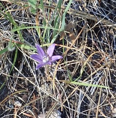 Brodiaea stellaris