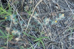 Acmispon brachycarpus