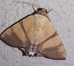 Eulepidotis juncida