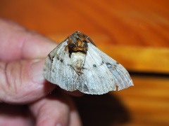 Anthela xantharcha
