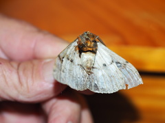Anthela xantharcha